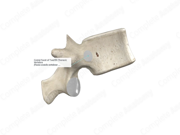 Costal Facet of Twelfth Thoracic Vertebra