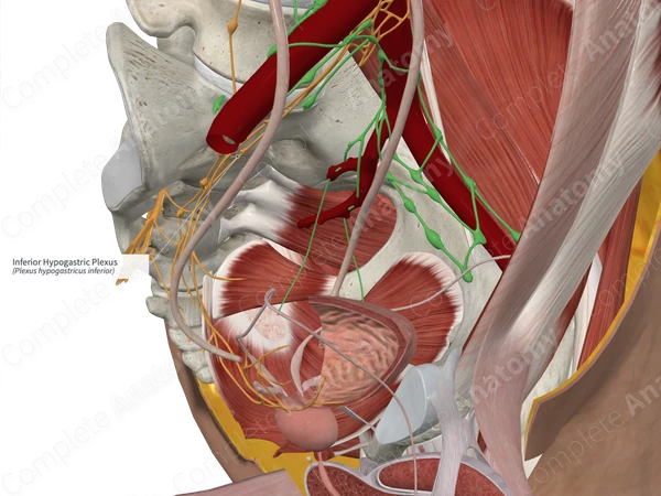 Inferior Hypogastric Plexus 