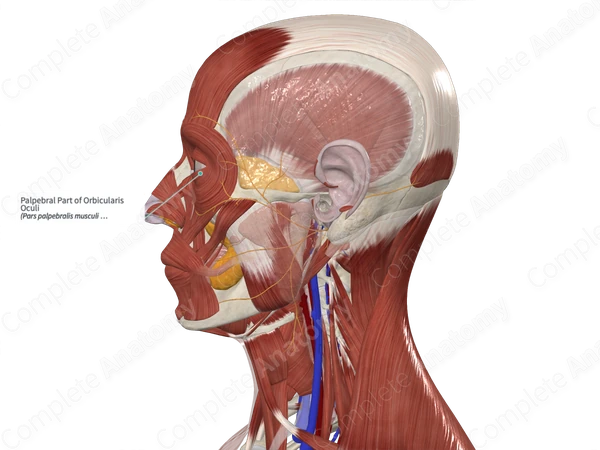Palpebral Part of Orbicularis Oculi