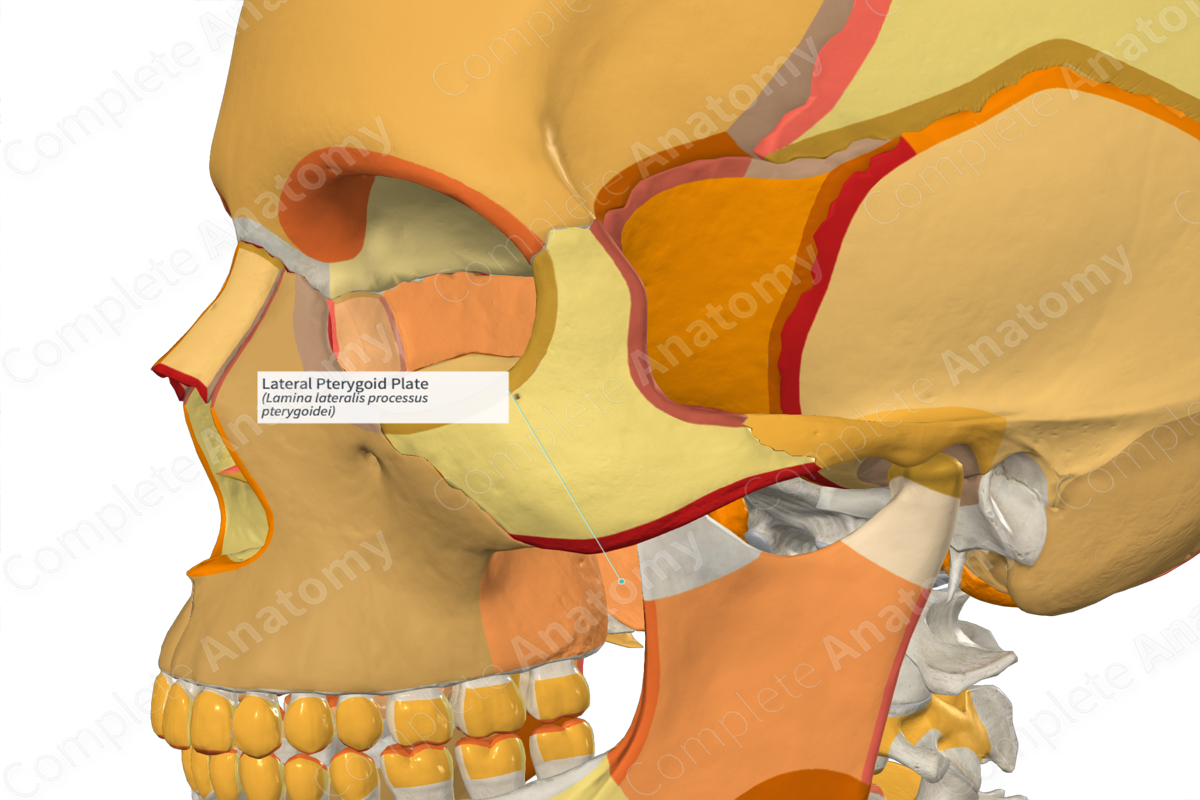 Lateral Pterygoid Plate (Right)