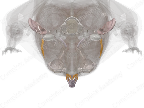 Connective Tissue of Head & Neck