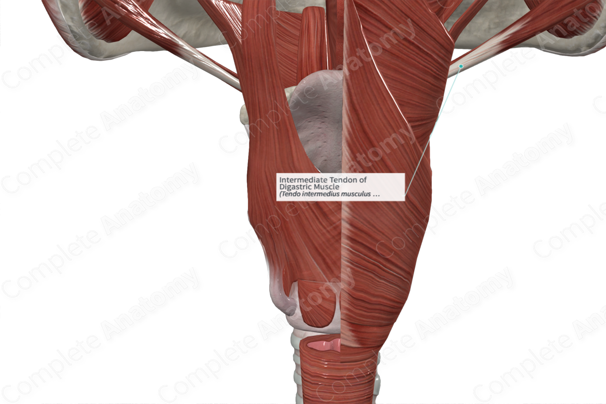 Intermediate Tendon of Digastric Muscle 