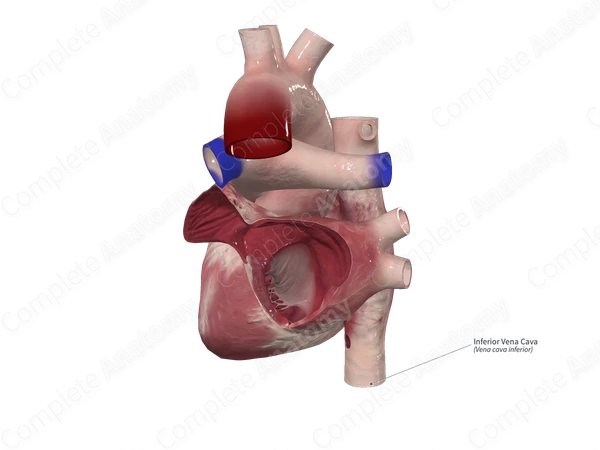 Inferior Vena Cava