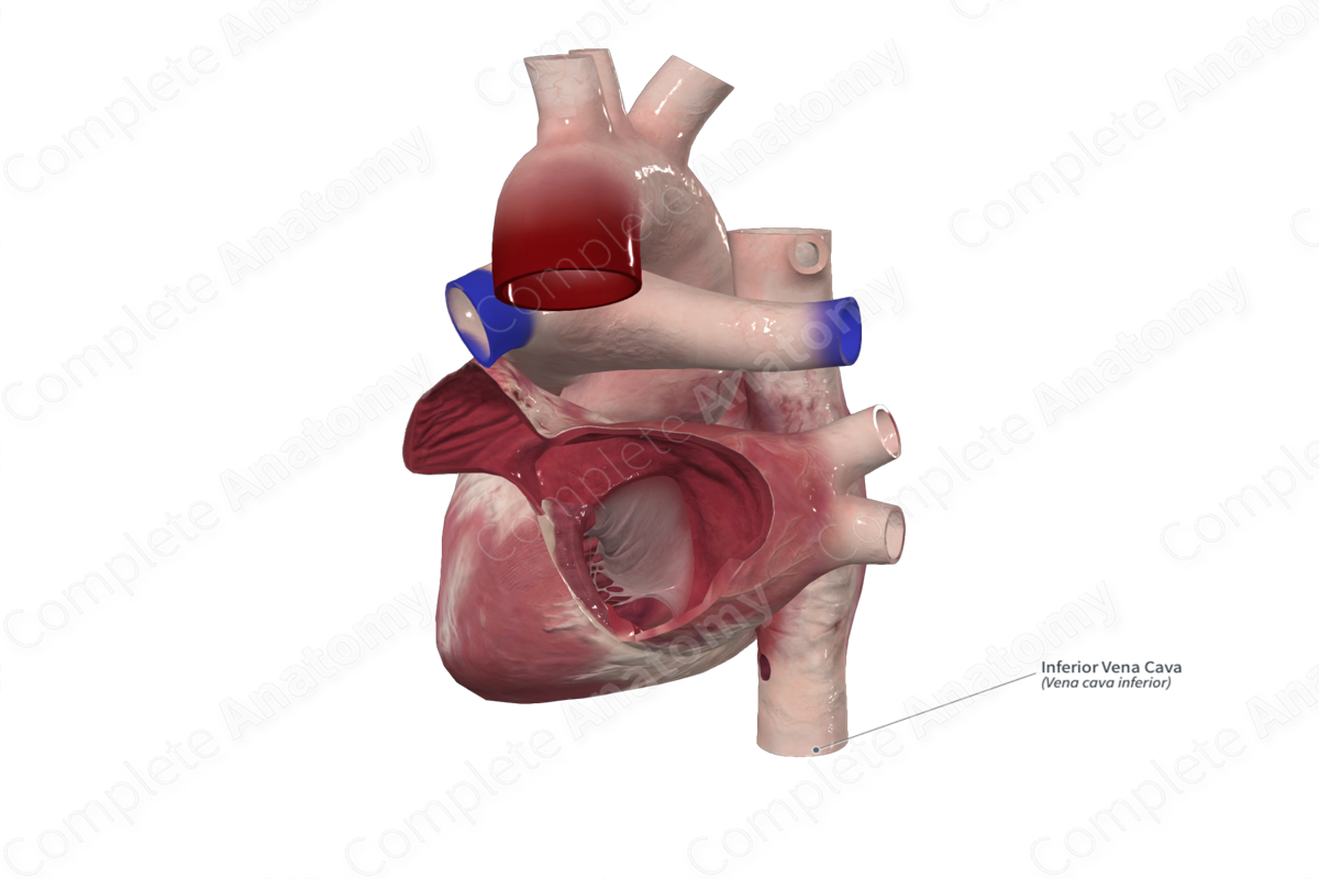 Inferior Vena Cava