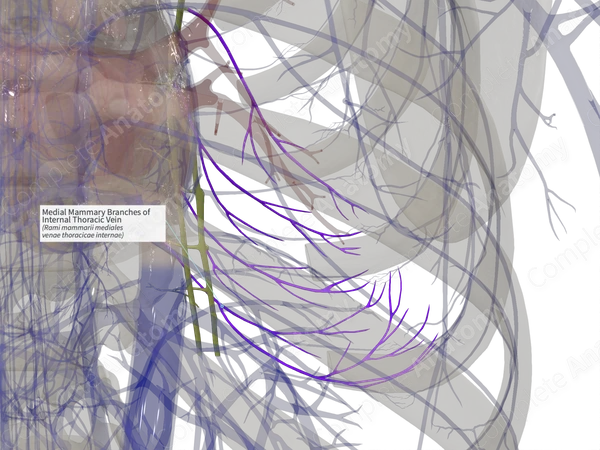 Medial Mammary Branches of Internal Thoracic Vein (Right)