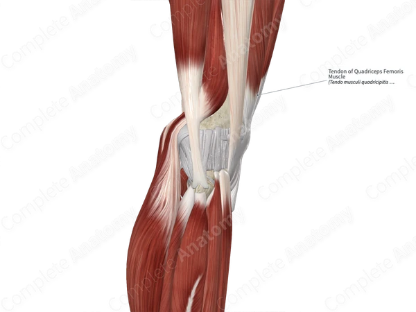 Tendon of Quadriceps Femoris Muscle