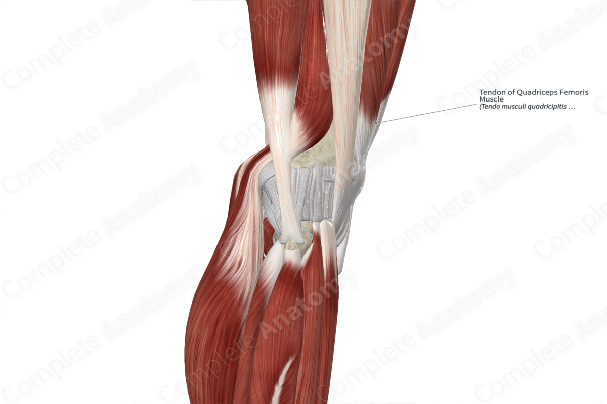Tendon of Quadriceps Femoris Muscle 