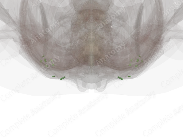 Lymph Nodes of Back