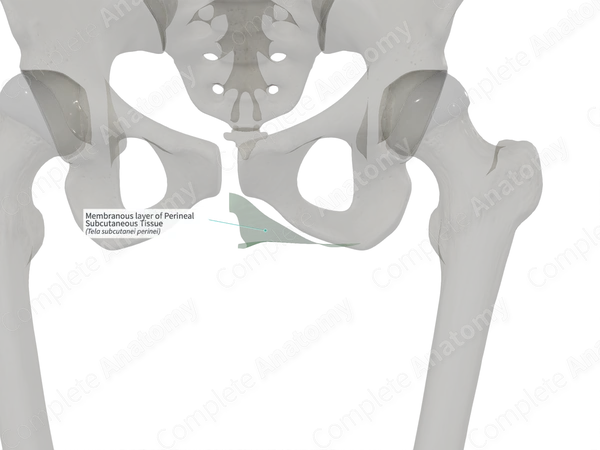 Membranous layer of Perineal Subcutaneous Tissue (Left)
