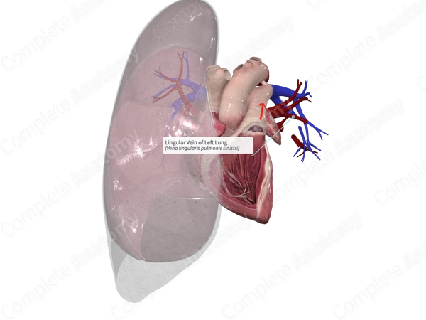 Lingular Vein of Left Lung
