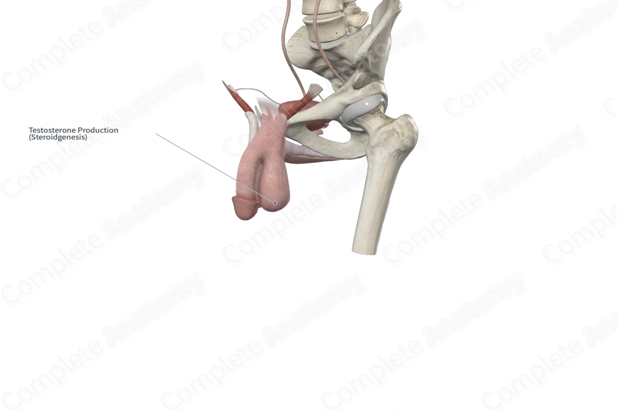 Dartos Fascia of Scrotum (Left Half)