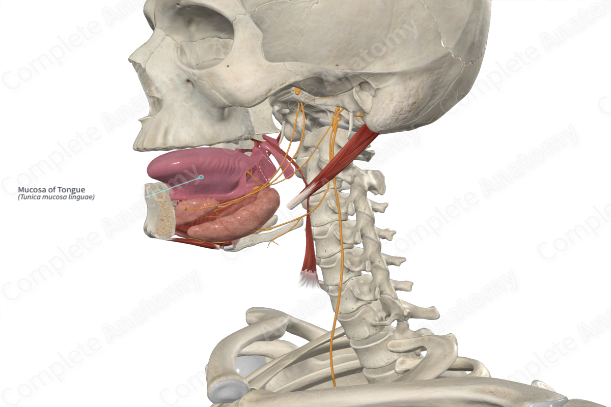 Mucosa of Tongue
