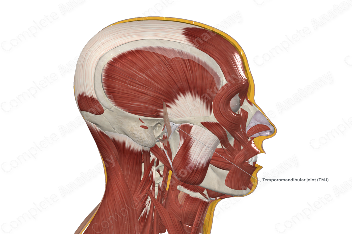 Articular Capsule of Temporomandibular Joint 