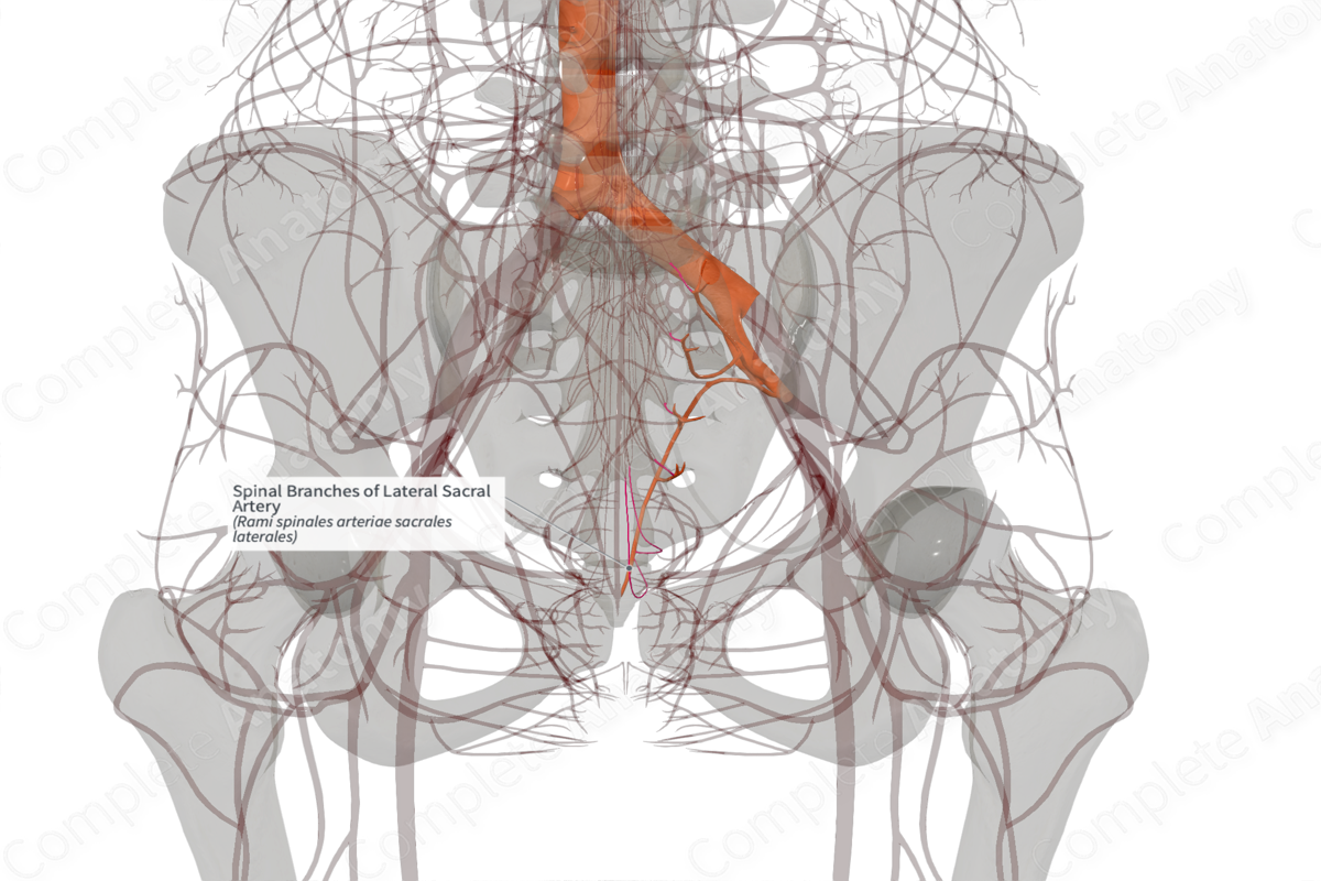 Spinal Branches of Lateral Sacral Artery (Left)