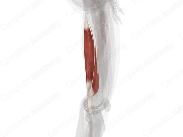 Biceps Femoris Muscle (Left)