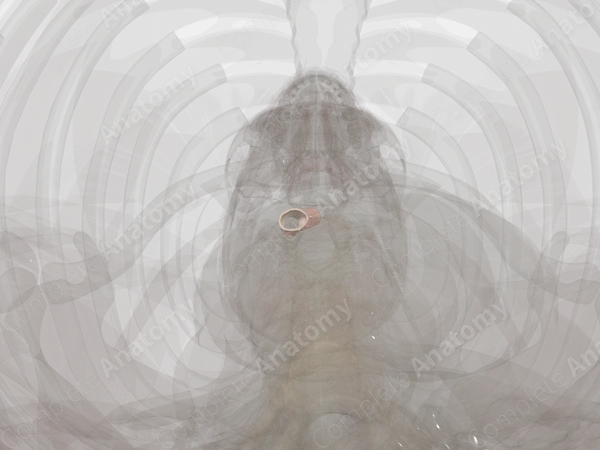 Major Veins