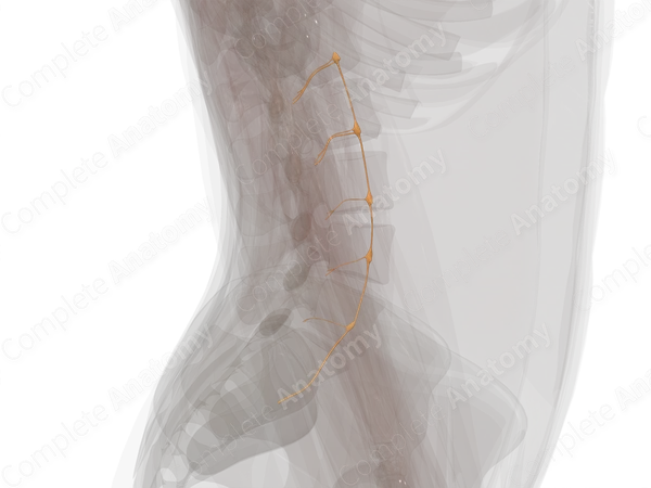 Sympathetic Trunk (Lumbar; Left)