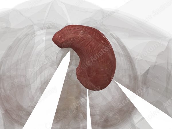 Muscular Layer of Stomach