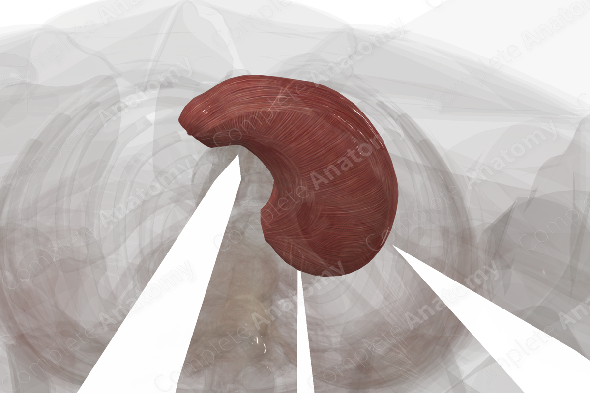 Muscular Layer of Stomach
