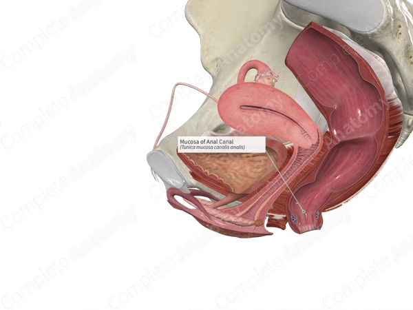 Mucosa of Anal Canal 