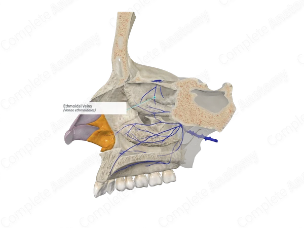 Ethmoidal Veins