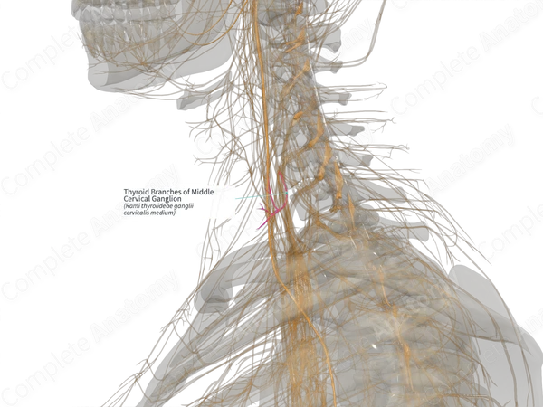 Thyroid Branches of Middle Cervical Ganglion (Left)