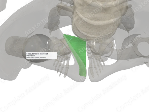 Subcutaneous Tissue of Perineum (Left)