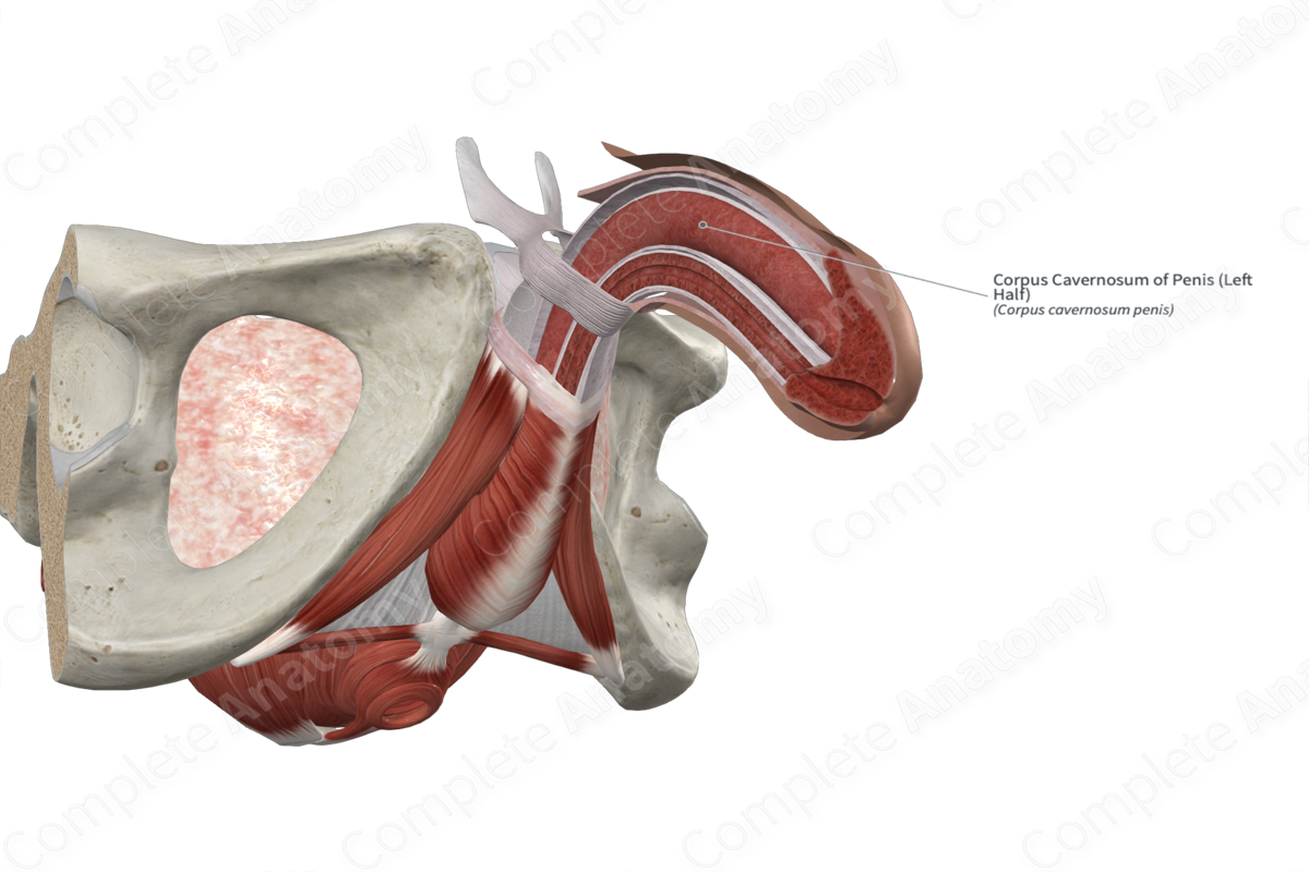 Corpus Cavernosum of Penis (Left Half)