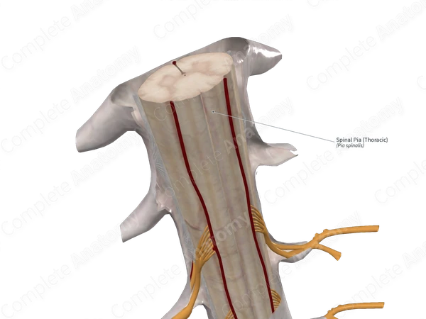 Spinal Pia (Thoracic)