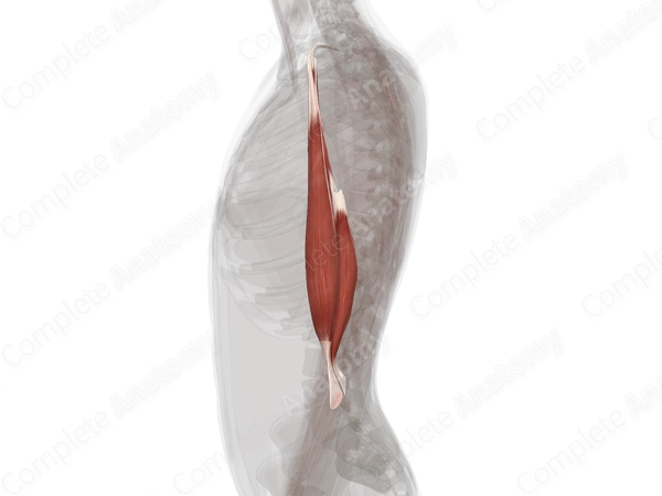 Anterior Compartment of Arm (Left)