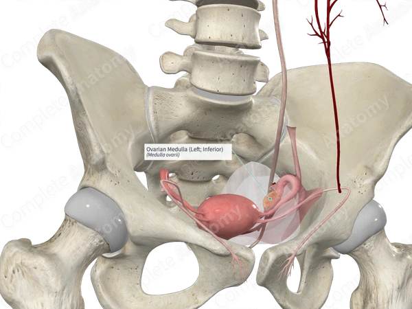 Ovarian Medulla (Left; Inferior)