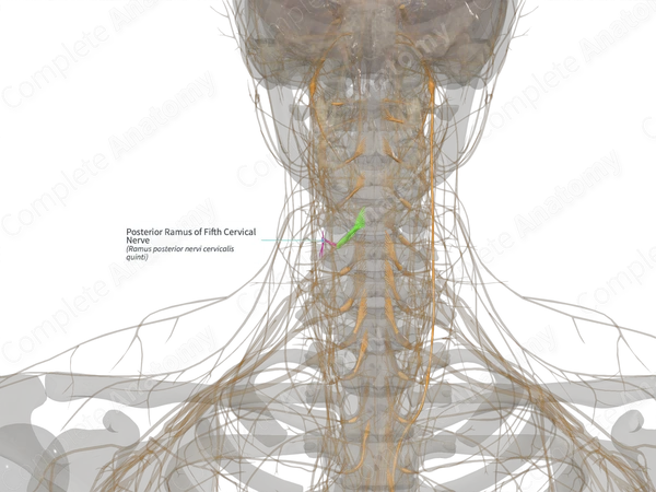 Posterior Ramus of Fifth Cervical Nerve (Left)