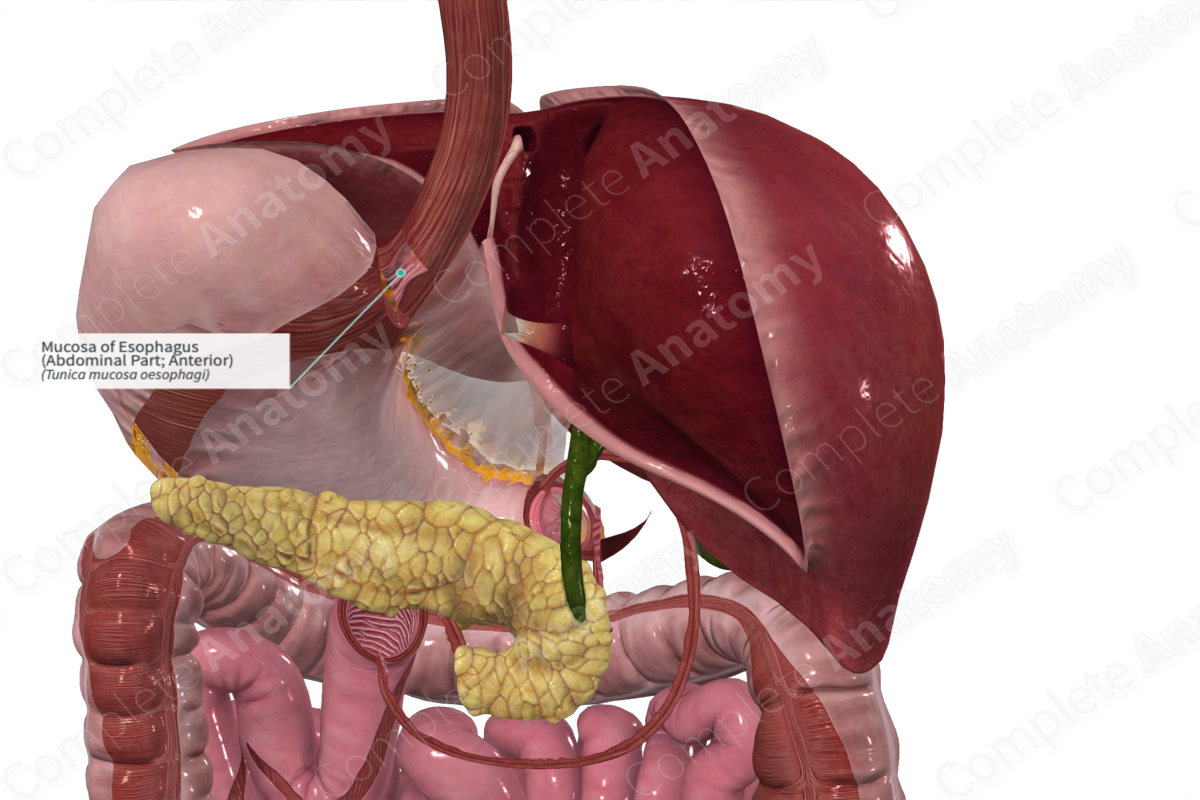 Mucosa of Esophagus (Abdominal Part; Anterior)