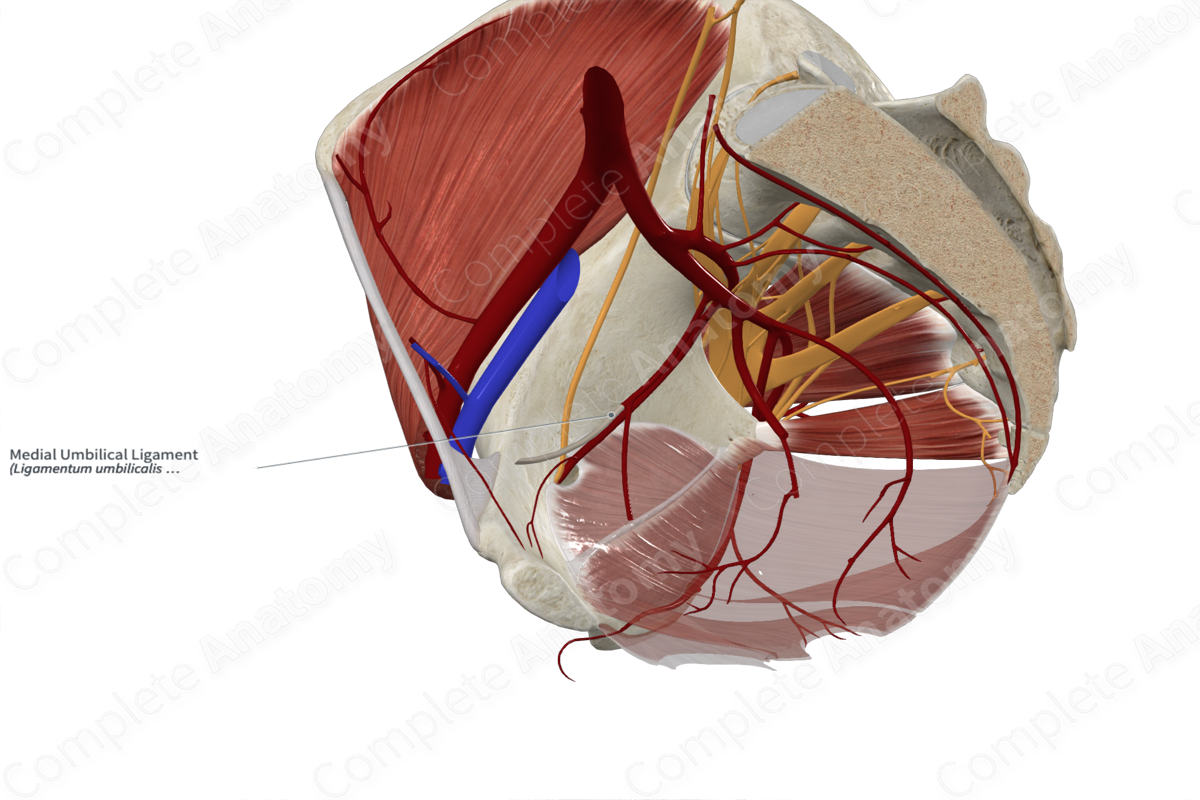 Medial Umbilical Ligament 