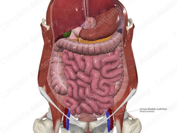 Urinary Bladder (Right Part)