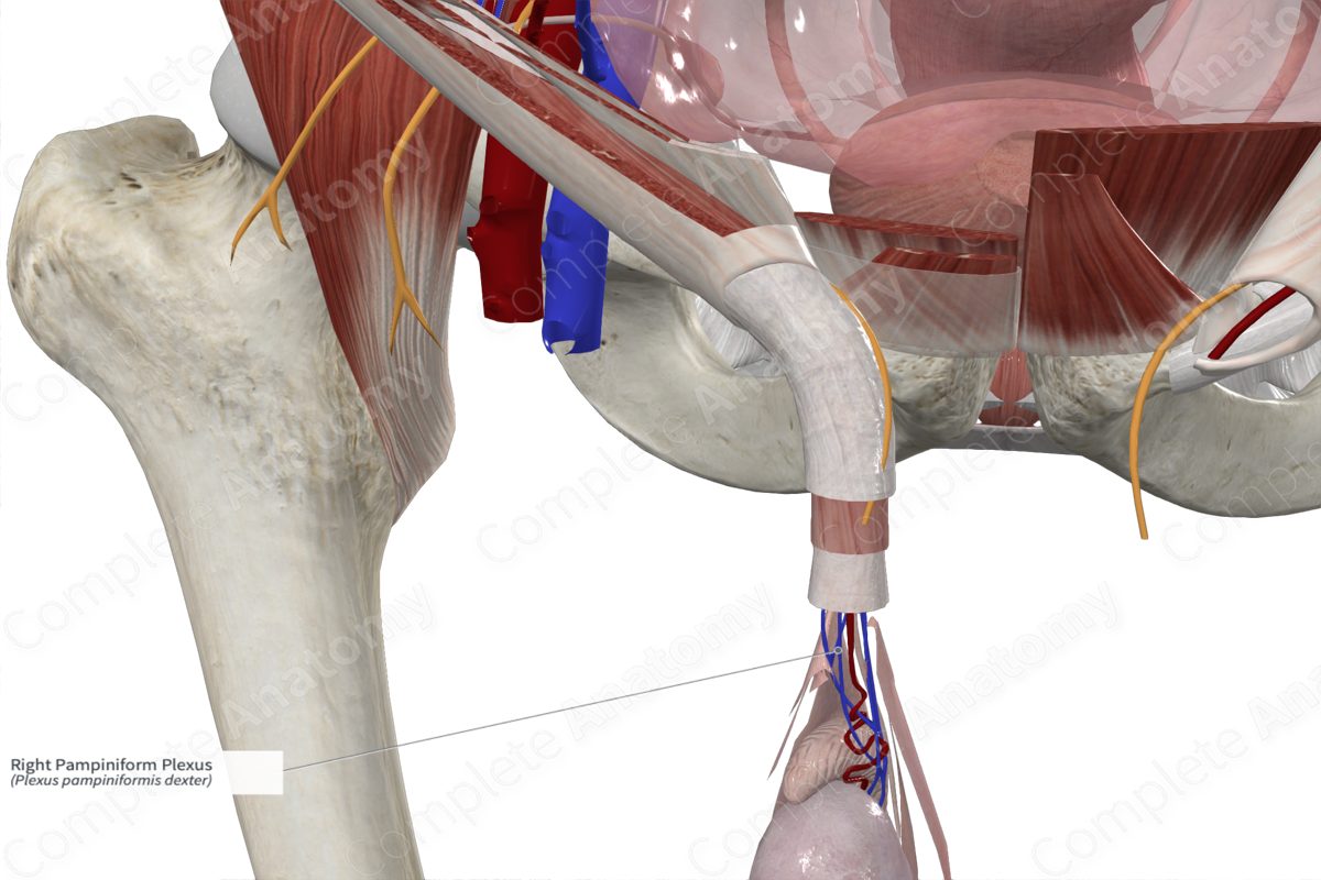 Right Pampiniform Plexus