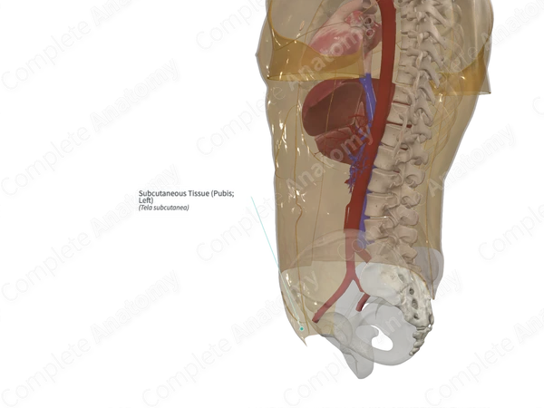 Subcutaneous Tissue (Pubis; Left)
