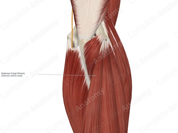 Extensor Carpi Ulnaris 