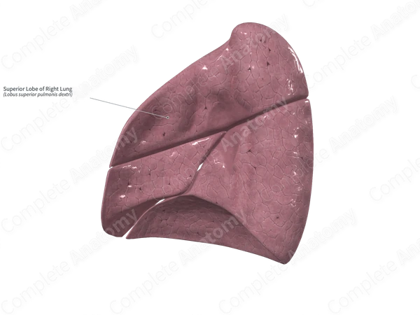 Superior Lobe of Right Lung