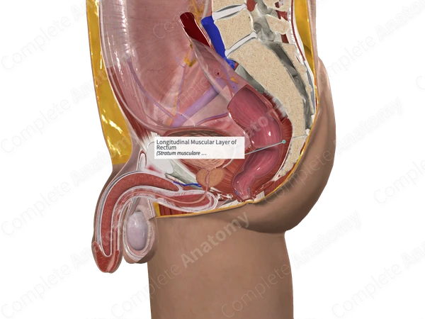Longitudinal Muscular Layer of Rectum 