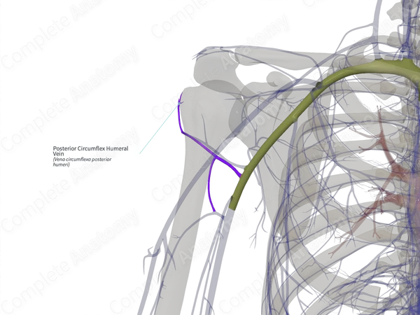 Posterior Circumflex Humeral Vein (Left)