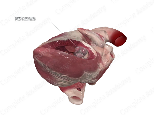 Right Coronary Leaflet