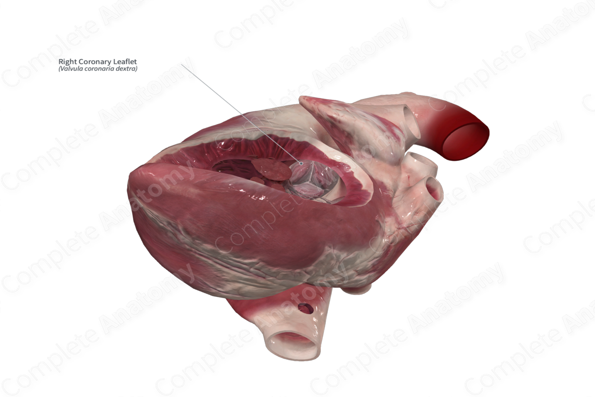 Right Coronary Leaflet