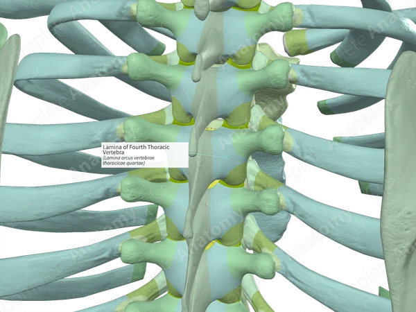 Lamina of Fourth Thoracic Vertebra (Right)