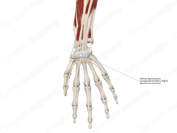 Palmar Aponeurosis (Longitudinal Fibers; Right)