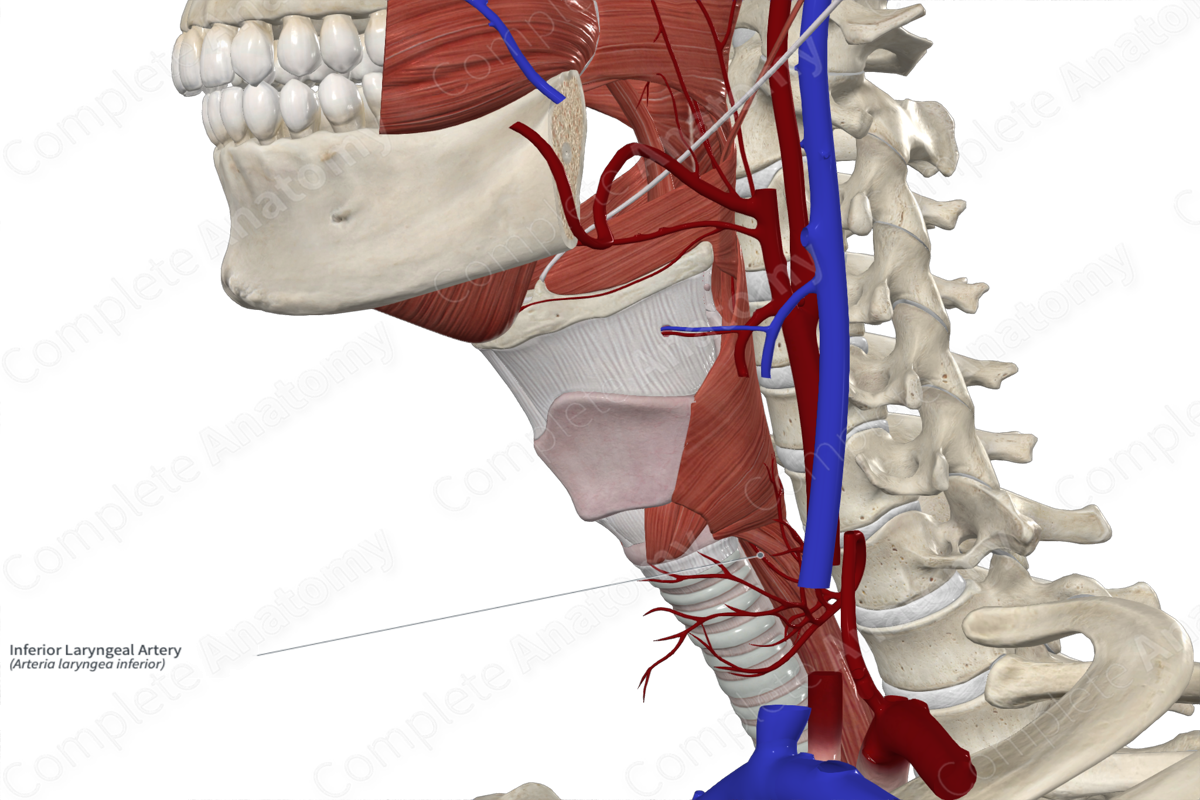 Inferior Laryngeal Artery | Complete Anatomy