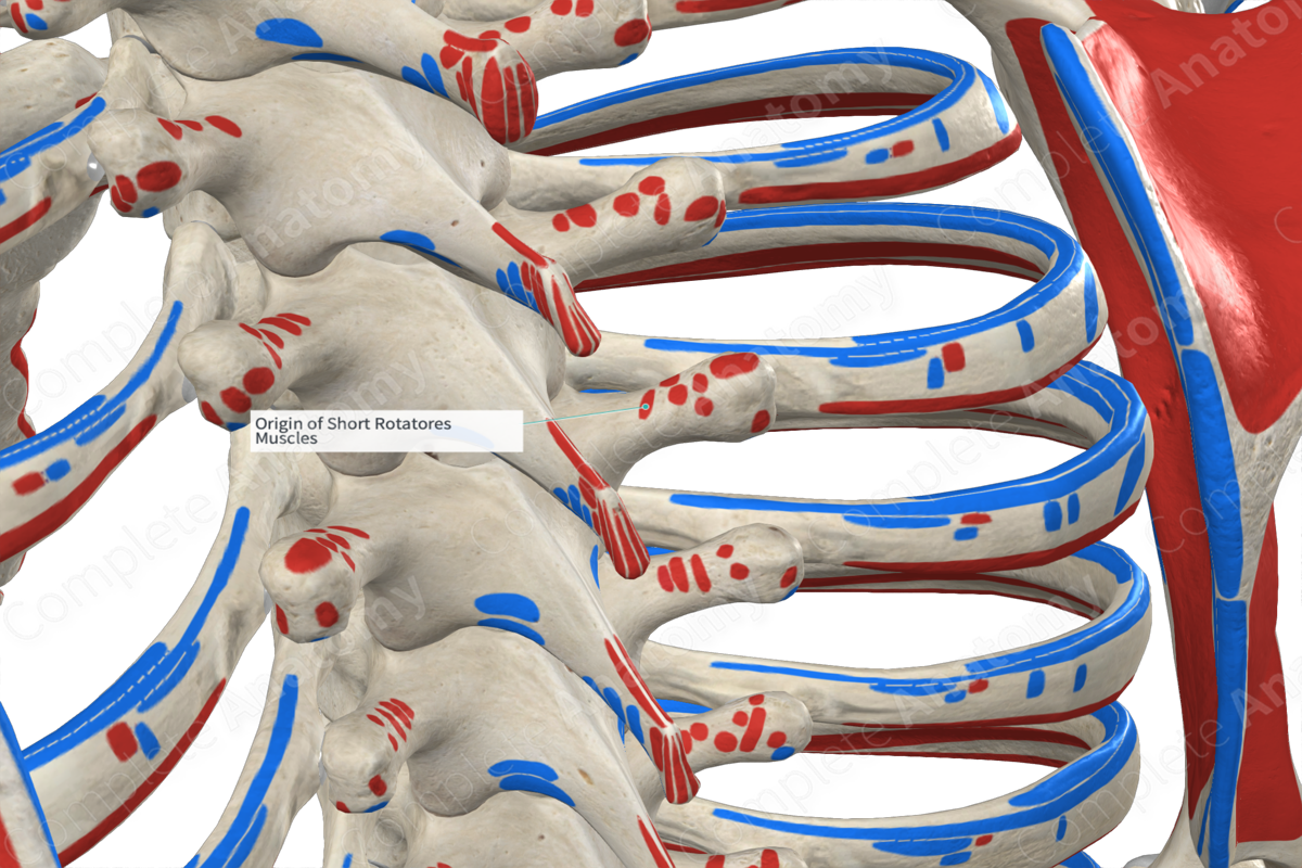 Origin of Short Rotatores Muscles