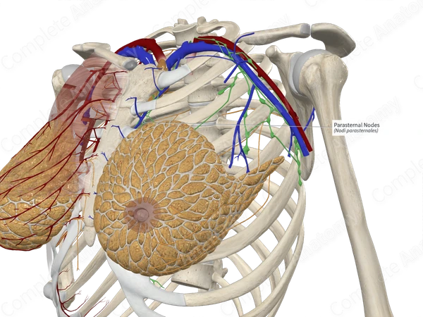 Parasternal Nodes 