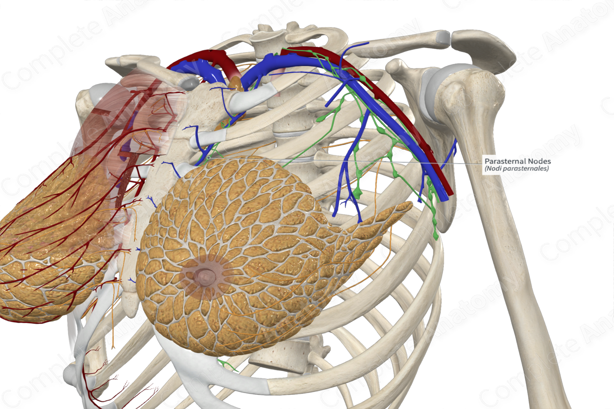 Parasternal Nodes 