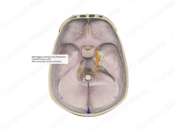 Meningeal Cranial Dura (Posterior Cranial Fossa; Right)